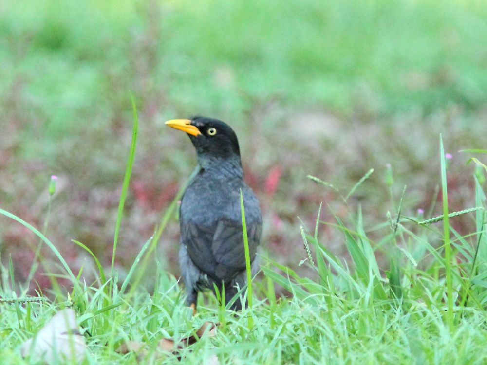 AVES DEL CIELO - BIRDS OF HEAVEN: BIRDWATCHING PHILIPPINES-OBSERVANDO ...